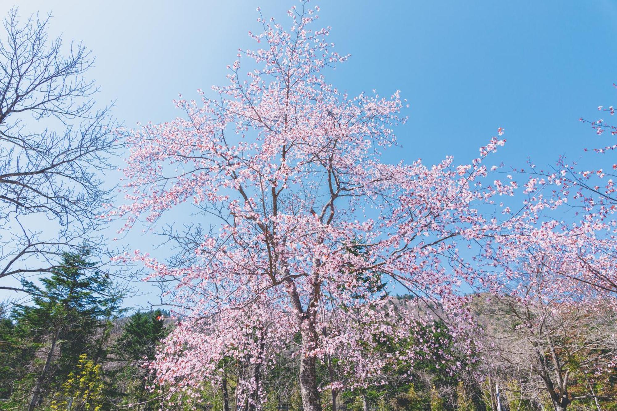 奥定山渓温泉 佳松御苑 5* 札幌市